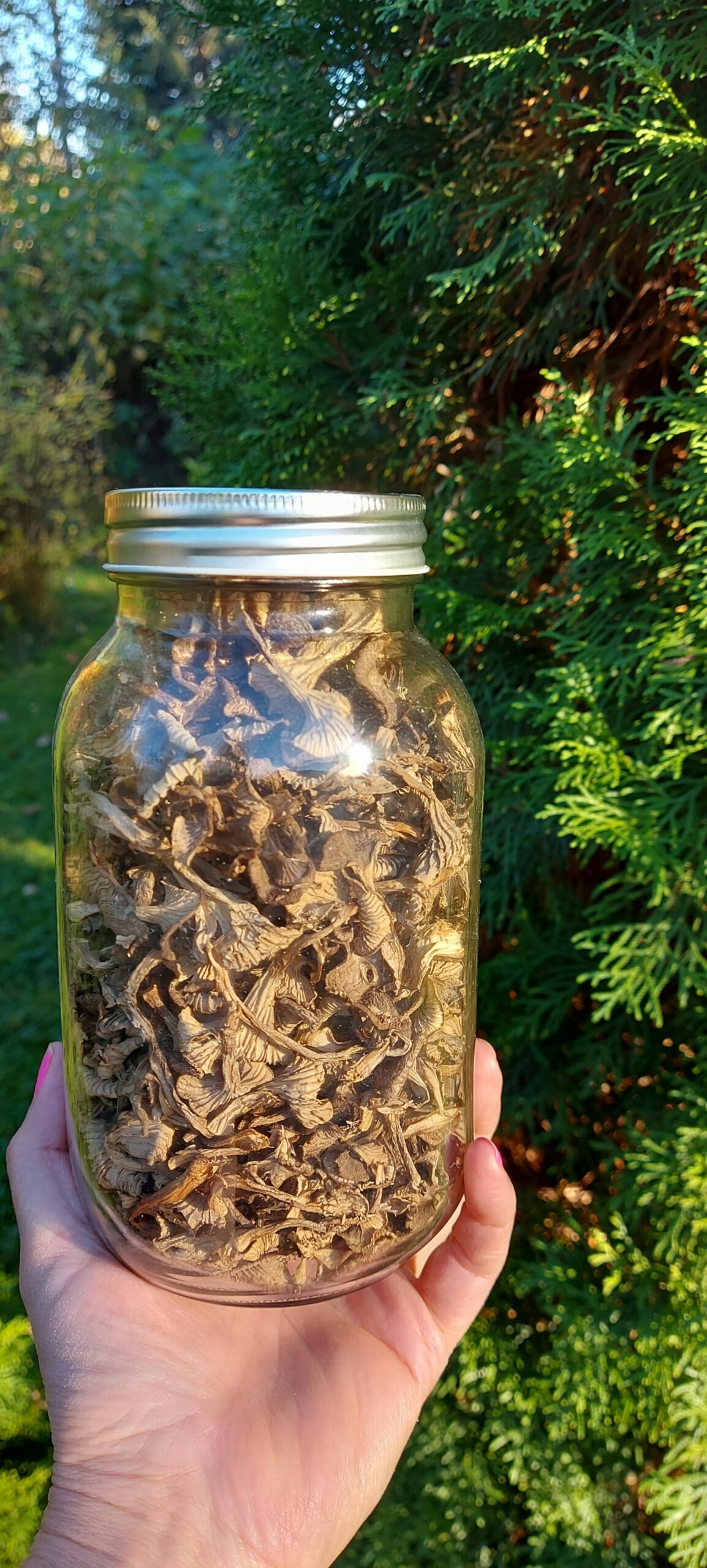 suppilovahvero 